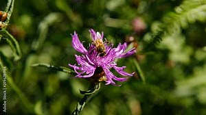 une abeille butine une fleur mauve