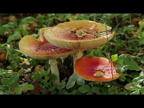 Logical Fallacies: Appeal to Nature Fallacy