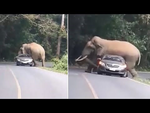 Angry Elephant CRUSHES Car It Refuses To Let Past