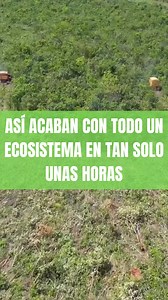 ❌No necesitan más que unas pocas horas para talar todo un ecosistema boscoso. 🪵¿Sabes la cantidad de vidas que alberga un bosque como este? Esta tala masiva acaba con todo un ecosistema, millares de vidas de animales y plantas devastadas por la codicia del uso humano. 🐄¿El objetivo? Plantaciones de soja para uso en la ganadería, que no solo contamina, sino que también destruye el planeta. Porque no, esa soja no es para consumo humano. 🌍¡La ganadería es parte responsable de la destrucción del 