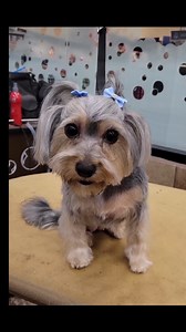 Tail wags? Nonstop. Looks? Flawless. Grooming game? Strong. 💪 Watch as Rachel Vedder gives this little one the royal treatment with the #ANDISGROOMING beSPOKE Clipper. ✨ Click here ➡️ bit.ly/beSPOKEClipper to learn more about the tools that make every groom a tail-wagging success! #DogGrooming #GroomingInspo #PetGrooming #ANDISGROOMINGUK | Andis Grooming UK