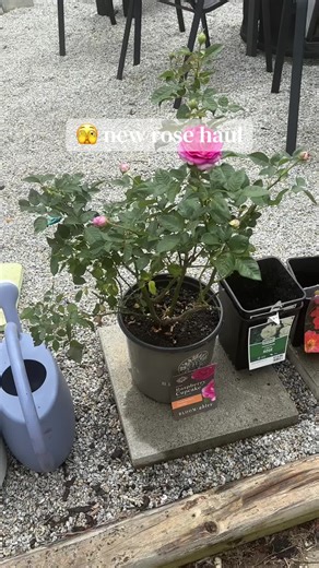 My dear husband is enabling my rose addiction and went to Lowe’s to look for some more close to his work. 😆 his first trip, he found this orange rose called Maria Stern. After he got back, I was telling him about the Bloomables roses and he said he saw those too! So sweet as he is, he went back and found this Raspberry Cupcake rose! The smell is divine!! Such a sweet lemon smell. I can’t wait for Maria to bloom, apparently she’s a very fragrant rose as well. And this past weekend, we hit up Wal