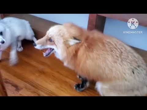 Female foxes screaming