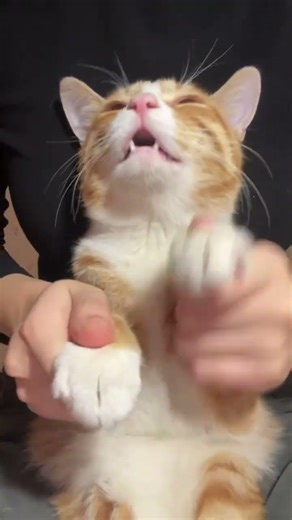Master Lord Qingtian & Tian Xiwei's Cat Dance: A Kung Fu Cat Showdown