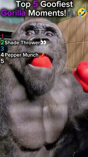 Top 5 Goofiest Gorilla Moments!🦍🤣