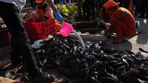 Mass removal of invasive ‘janitor fish’ in Indonesia’s capital