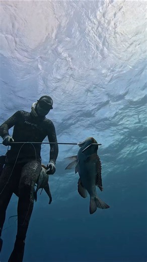 Spearfishing Hawaii's Smartest Fish #fishing #spearfishing