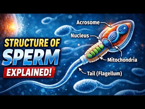 Structure of sperm. spermatozoa. motility and vigor. sperm count.