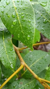 Download Footage nature video with Leaf background. the Fresh tropical Green leaves background. for free