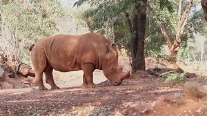 clip-1033660046-rhinoceros-urinating-on-ground