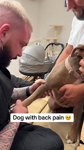 Dog with back pain 🥹🥹🥹 • • • #asmr #animal #chiropractor | Bones Hands Animals