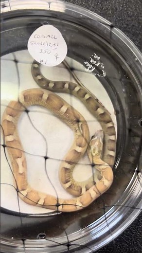 Scaleless Corn Snake At Tucson Reptile Expo 2026