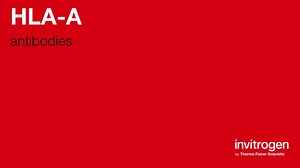 HLA-A antibodies from Thermo Fisher Scientific
