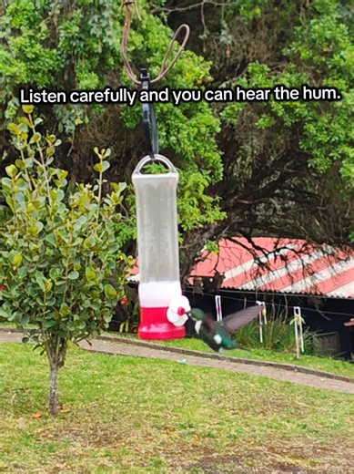 They beat their wings 80 times per second. Isn't that crazy! #birdlover #birdsoftiktok #colombia #bogota #hummingbird