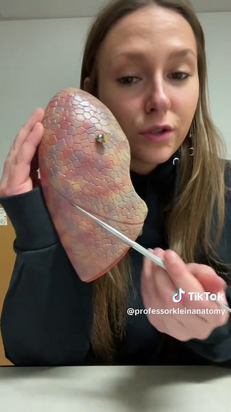 Understanding the Left Lung Anatomy in 60 Seconds