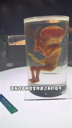 24周的胎儿 #科普知识 #人体结构 #人体奥秘 #胚胎发育