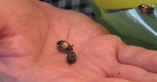 Japanese beetles in Washington prompt expanded treatment in Pasco