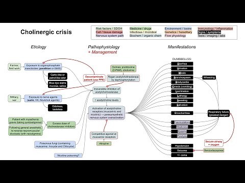 Cholinergic crisis, organophosphate poisoning (mechanism of disease)