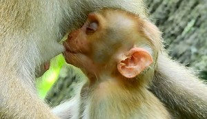 Genius baby Lucie had good milk technique well control milk balance even falling to sleep | Adorable Monkey