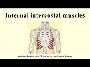 Internal intercostal muscles