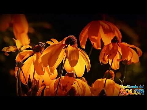 Significado del Color Naranja