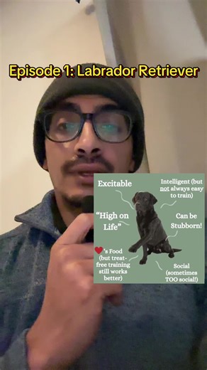 Calling a Lab ‘hyper’ is easier than admitting they’re under-stimulated. #labrador #breededucation #adoptresponsibly #workingbreed #adoptandadapt