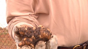 Learn a little about sunchokes and how Cherokees used this food source, which is typically harvested in the late fall or early winter. | Cherokee Nation