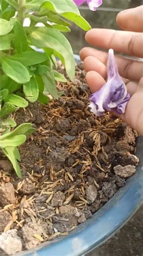 status.. #shorts #viral #youtubeshorts