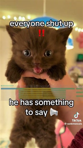 Hilarious Meme Remix