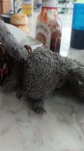 OoOpS i DiD iT aGaIn