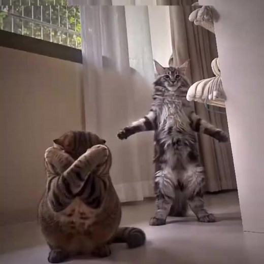 Hachimi Mambo Funk cat meme