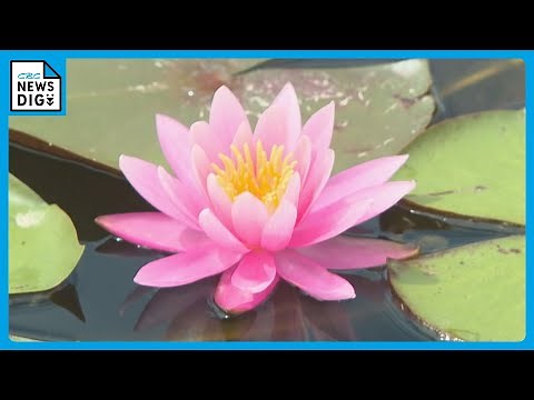 睡眠をとる蓮（ハス）「睡蓮（スイレン）」 約600株のスイレンが白やピンクの花 6月いっぱいが見頃 三重