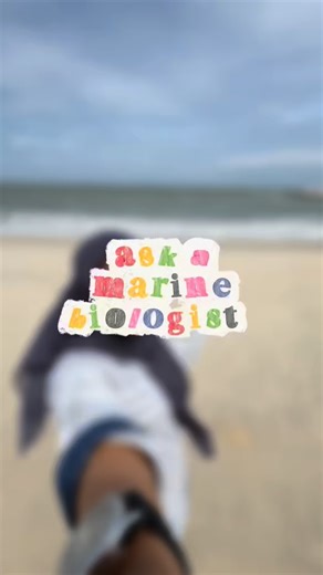 SEA TURTLE RESEARCH UNIT on Instagram: "‘Ask a Marine Biologist’ Series: Megalodon — real shark or just a myth? 🦈 scientific name, Otodus megalodon🦈 Today’s episode, we have Marine Biologist Tini answering one of the most asked questions about the ocean’s “giant.” Maaf deh kuat pulak bunyi angin😅. Got a question for the next episode? Drop it below! 💬✨"