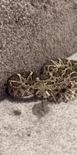 Western Diamondback Rattlesnake Facts and Habits