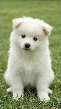 🐕 Samoyed Puppy → Beautiful Adult 😍✨ | The Glow-Up Is Amazing! #Shorts#Puppy #pets