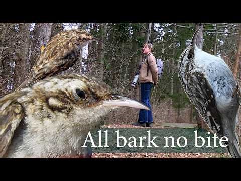 Brown Creeper: hop, hop and away
