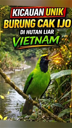 Kicauan Unik Burung Cak Ijo di Hutan Liar Vietnam #birds #burung