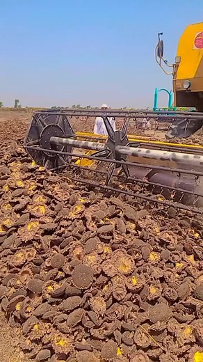 Harvester Machine in Action: Efficient Crop Collection