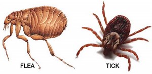Diseases Spread to Animals by Fleas and Ticks