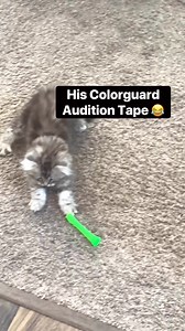 153K views · 1.5K reactions | His Color guard audition tape  #colorguard #catlife #catsofinstagram #kitten #batontwirling | Luna & Ghost | Facebook