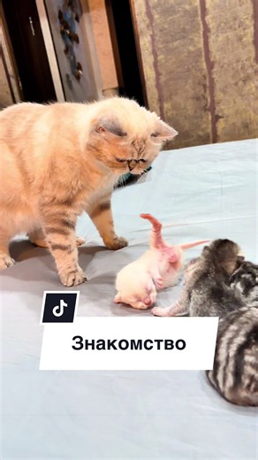 Прина все ещё никак не может принять детей, а я ей говорю : нет чужих детей 😅😅😅, а ей фиолетово 😅😅😅 #aivi #prina #кошкаприкол