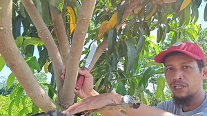 WOW! AMAZING TECHNIQUES MANGO INARCHING SINGLE ROOTSTOCK / EARLY FRUITING/ THREE MONTHS READY TO FRUIT. #GHAAGRITV #BUHAYFARM #inarching | Gha Agri Tv