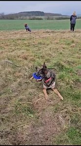 Akira im Training Oder mit dem richtigen Kleber kann das ja jeder 😂😂😂😂 | Tierheim Koblenz