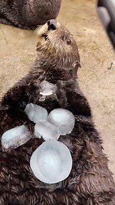 388K views · 16K reactions | Sea otters love playing with ice cubes珞 | MetDaan Animals | Facebook