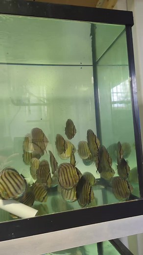 3.1K views · 104 reactions | Tefe Greens doing outstanding. Pays to pre quarantine. | Jack Wattley Discus | Facebook