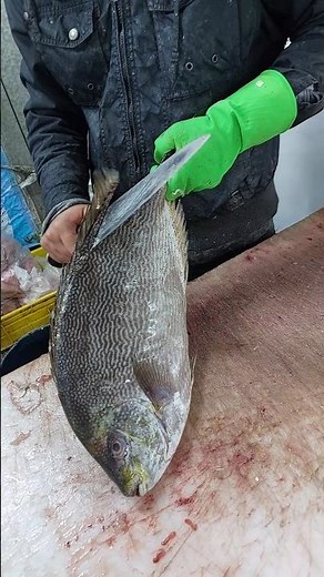 How to Clean and Fillet Java Rabbitfish Perfectly