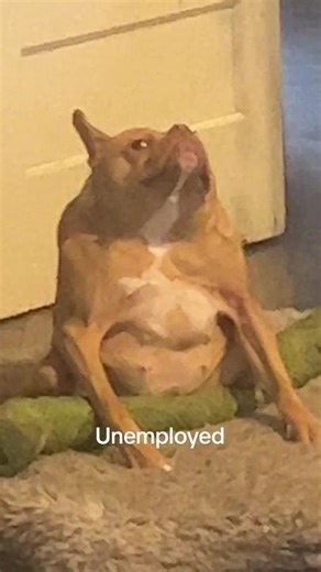 Ivy (@ivyvibing)’s video of no neck dog