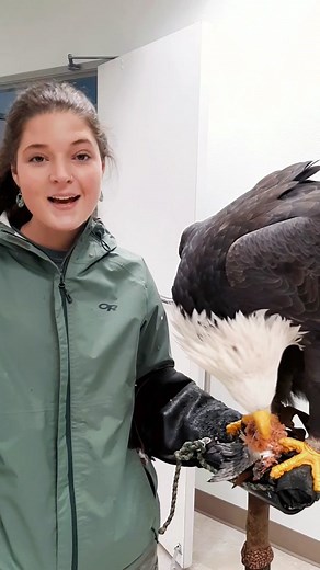 Have you ever wondered if the Bald Eagle you are looking at is male or female? Visually, they look identical, but as with most raptors, the female is larger (heavier and bigger) than the male. Sometimes this is clearly visible in a pair, when you see both together at the nest, but there is not always a definite, clear separation of the sexes based upon size and weight. For example, the largest northern male eagle may be as big as or even bigger than the smallest southern female. The only 100% ac