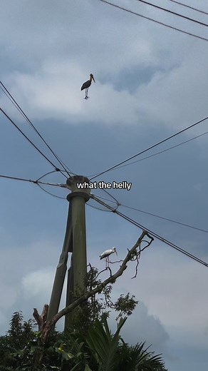 Why Did My Pet Bird Escape and Return? Understanding Bird Behavior