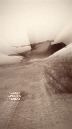 321K views · 10K reactions | Valiant #pigeon #pigeons #pigeonrace #duiven #duivensport #racingpigeons #pigeonrace #kalapati #kalapatids #kalapatidsph #kabutar #kabootar #porumbei #palomas #life | Pigeon Sports PH | Facebook